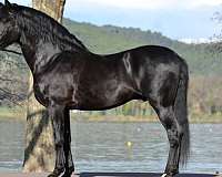 bay-black-champion-dressage-horse