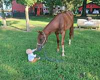 quarter-horse-gelding