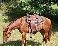 quarter-horse-for-sale