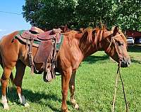 draft-trail-horse