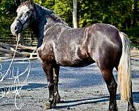 athletic-percheron-horse