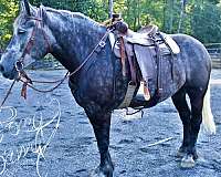 draft-percheron-horse