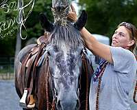 driving-percheron-horse