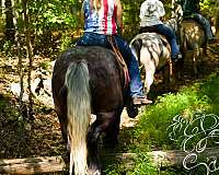 harness-percheron-horse