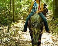 pleasure-driving-percheron-horse