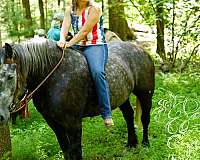 ranch-percheron-horse