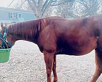 aqha-quarter-horse