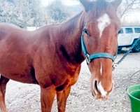 chestnut-strip-horse