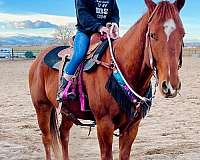 aqha-gelding-quarter-horse