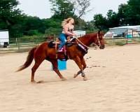 buck-quarter-horse