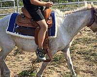 back-appaloosa-pony