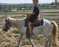 beginner-friendly-appaloosa-pony