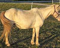 beginner-novice-appaloosa-pony