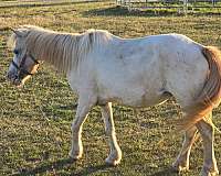 beginner-safe-kid-pony-appaloosa