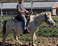 anyone-appaloosa-pony