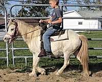 anything-appaloosa-pony