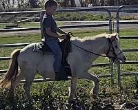 attitude-appaloosa-pony