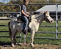 back-appaloosa-pony