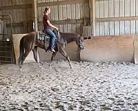 barrel-racing-quarter-pony