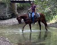 cowboy-mounted-shooting-quarter-pony