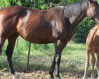 bay-thoroughbred-colt