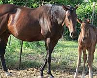 bay-all-around-horse