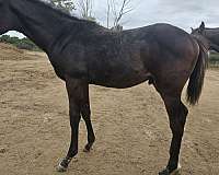 jumpers-colt