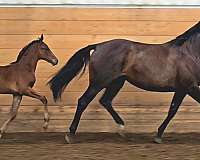 bay-oldenburg-colt-mare