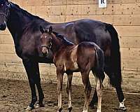 dressage-halter-oldenburg-horse