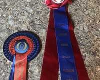 bay-dressage-halter-horse