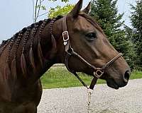 15-hand-thoroughbred-mare