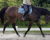 all-around-thoroughbred-horse