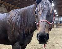 barefoot-thoroughbred-horse