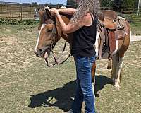 draft-haflinger-pony