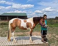 experienced-gypsy-vanner-pony