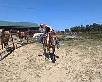 experienced-haflinger-pony