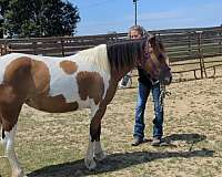 sport-gypsy-vanner-pony