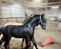 friesian-cross-horse