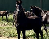 draft-cross-friesian-horse