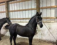 percheron-cross-friesian-horse