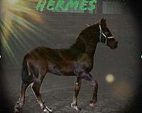 athletic-friesian-horse