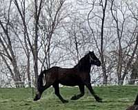 draft-friesian-horse