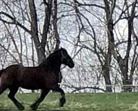 homozygous-black-friesian-horse