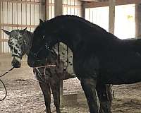 sporthorse-friesian-horse