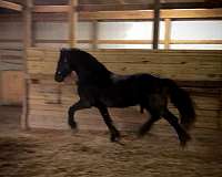 black-friesian-colt