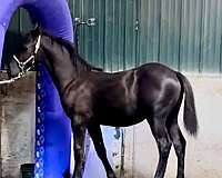 black-none-horse