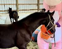 percheron-cross-friesian-horse