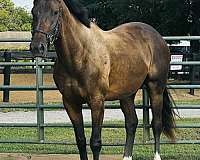 appendix-gelding