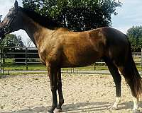 appendix-horse-for-sale