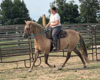 all-around-gelding